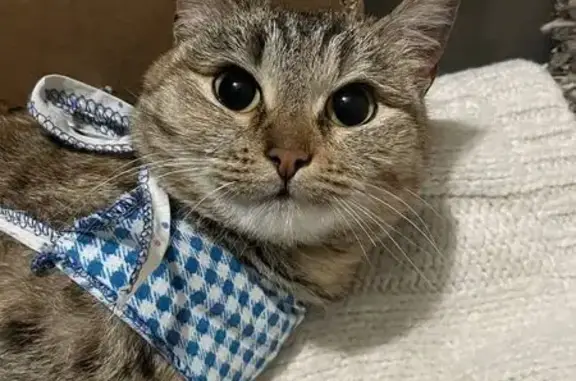 Пропала кошка, Чекалина 35А, Новосибирск