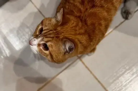 Кот ищет дом, ул. Генерала Глаголева 8к3