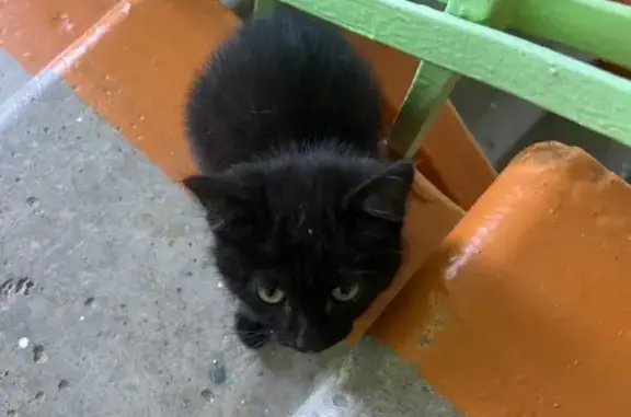 Найдена кошка, Сарапул, фото: Кошка найдена: Советская ул, 118, Сарапул