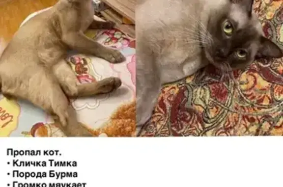 Пропала кошка, Садовая ул., 20, Октябрьский