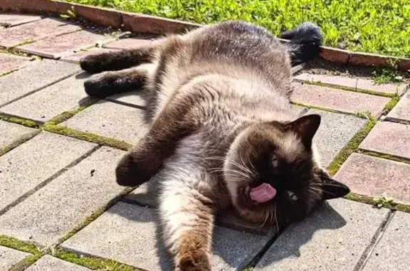 Кошки потеряшки, , фото: Потеряшка кошка, ул. 1 Мая, 16, Краснозаводск