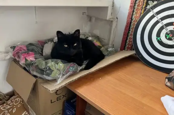 Кошки потеряшки, Фрязино, фото: Потеряшка кошка, ул. Барские Пруды, 5