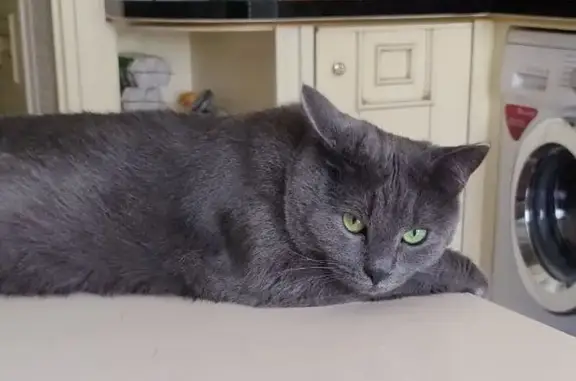 Пропала кошка, ул. 1905 года, 23/37