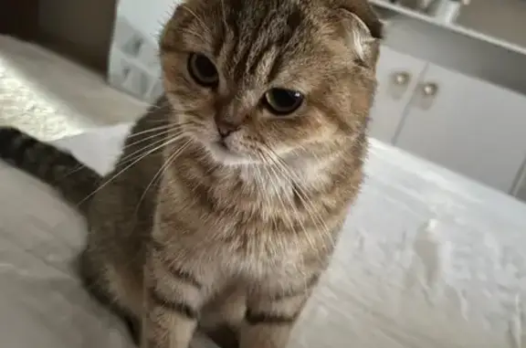 Потерянные животные Ханты-Мансийск, фото: Пропала вислоухая кошка, Ленина 42