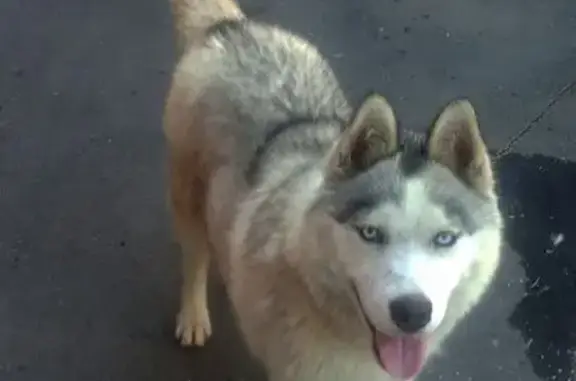 Хаски найдена: Медведицкий пер., 27, РнД