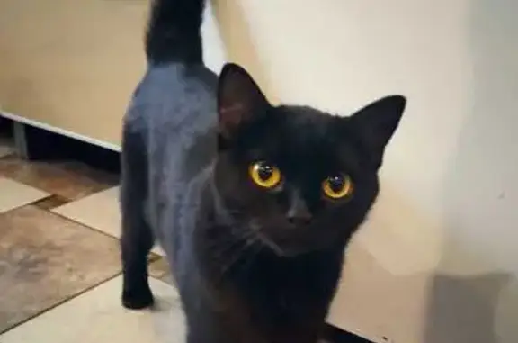 Кошки потеряшки, Новокузнецк, фото: Потеряшка кошка, Притомское шоссе, Новокузнецк