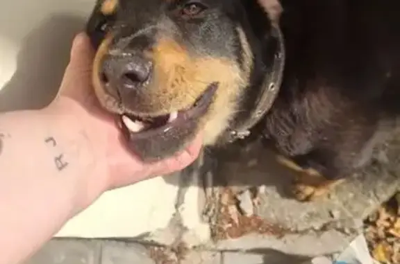 Найдена собака на Автомоторной, Москва