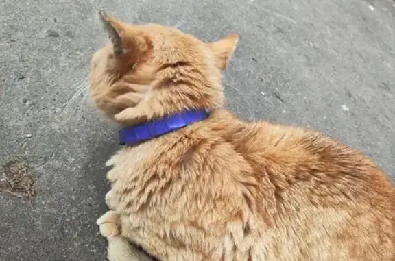 Найдена кошка, Барановичи, фото: Кот найден: Брестская ул., Барановичи