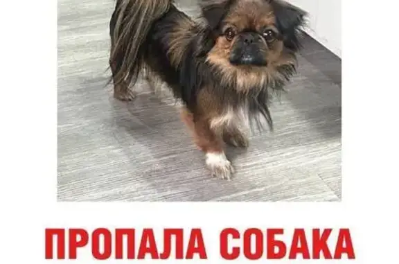Пропала собака в Воронеже, Пекинес 3 года