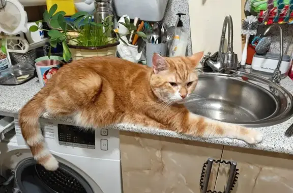 Кошки потеряшки, Тверь, фото: Потеряшка кошка, ул. Г. Димитрова, 60, Тверь