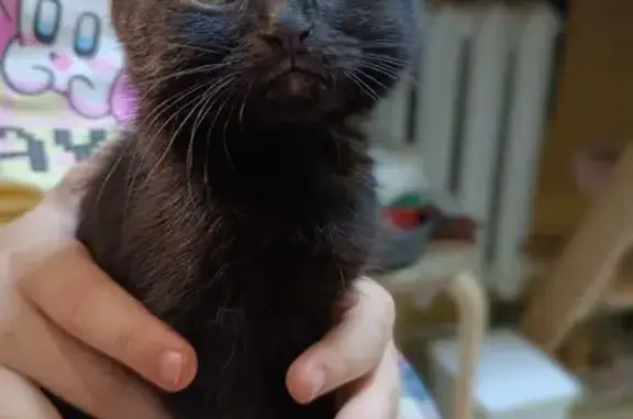 Найдена кошка, Орёл, фото: Котенок найден: Приборостроительная, 68, Орёл