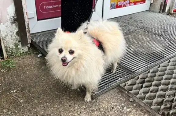 Найдена собака, Лесное, фото: Собака найдена: Багратионовская 19, Лесное