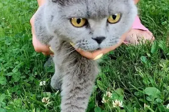 Найдена кошка, Зеленоград, фото: Найдена кошка, Зеленоград, ул. Панфилова, 28А