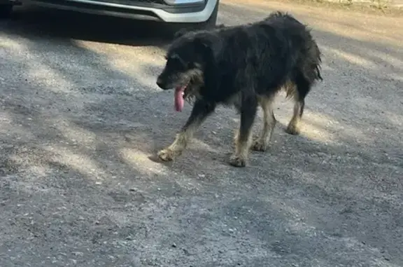 Собака у банка ВТБ, Пролетарская 14