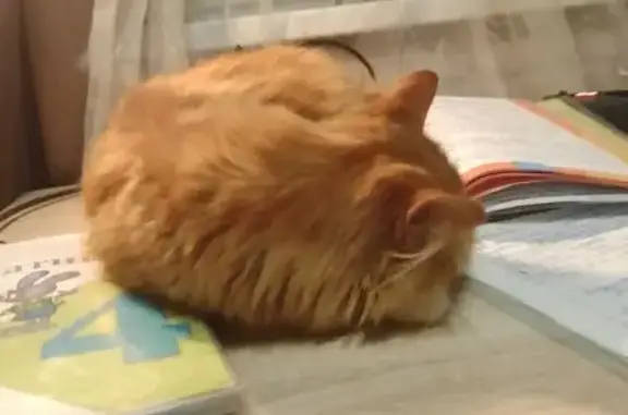 Пропала рыжая кошка, ул. Толстого, 28