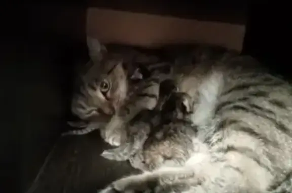 Пропала кошка, ул. Б. Хмельницкого, 36, Миасс