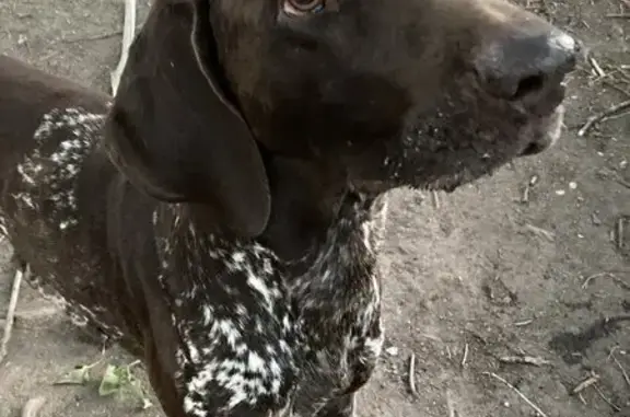 Собака найдена, Златоуст, 9