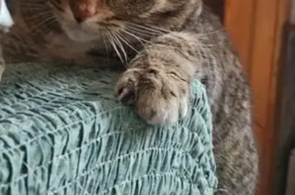 Кошки потеряшки, Нижний Новгород, фото: Потеряшка кошка, СНТ-3 848, Нижний Новгород