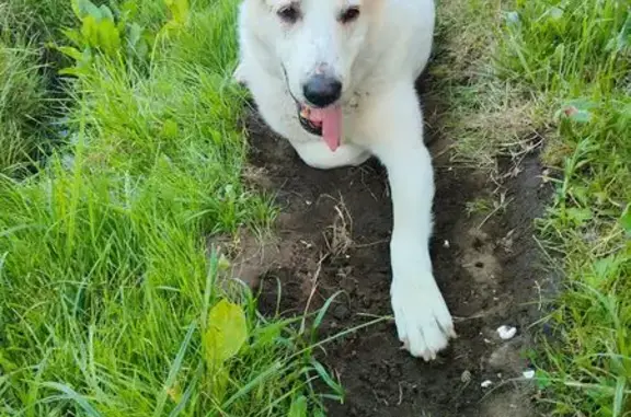 Найдена собака, , фото: Собака найдена: Дачная ул., Осташово