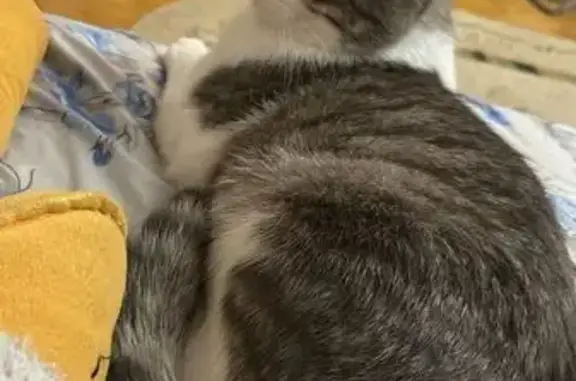 Пропала кошка, ул. Кулакова, 1, Пенза