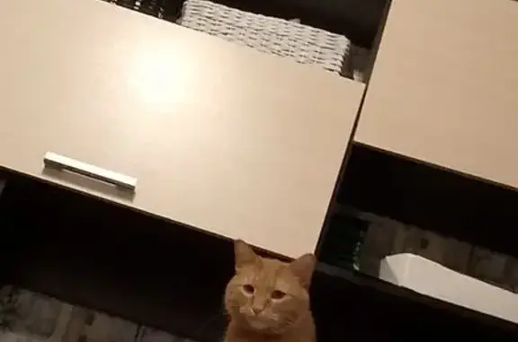 Объявления о пропавших и найденных животных, Оренбург, фото: Пропала кошка, Оренбург, Самолётная 216А