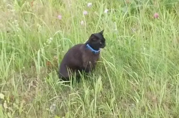 Найдена кошка, Калининградская область, фото: Чёрная кошка найдена на Калининградском пр.