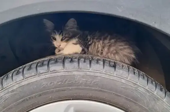 Кошка найдена у дома Блюхера 81, Казань