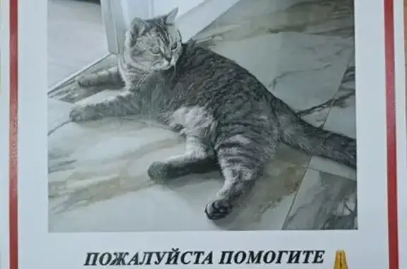 Пропала кошка, Ольховая ул., 9