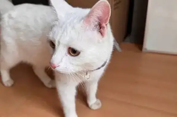 Найдена кошка, , фото: Найдена кошка в Уфе, Башкортостан