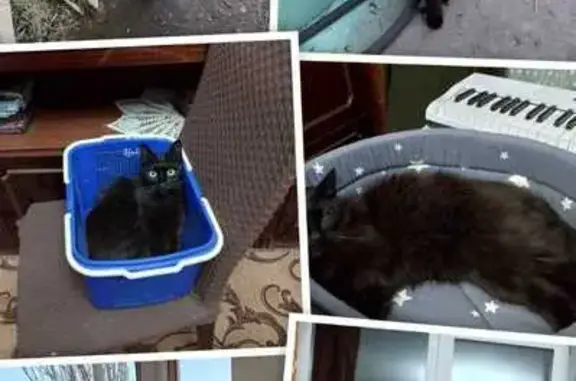 Кошки потеряшки, Саратов, фото: Потеряшка кошка, Зеленодольский 7А, Саратов