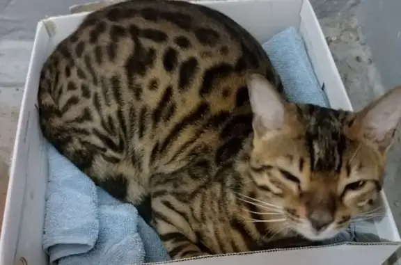 Найдена кошка, Ярославль, фото: Бенгальский кот найден: Пирогова, 23, Ярославль