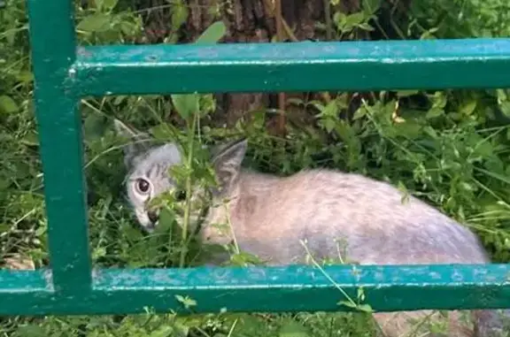 Кошка найдена, Шипиловская ул., Москва