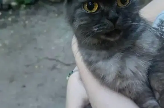 Найдена кошка, Воронеж, фото: Кошка найдена, Урицкого 58, Воронеж