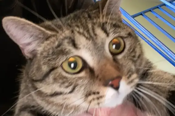 Найдена кошка, городской округ Сургут, фото: Кошка найдена: Замятинская ул., 1, Сургут