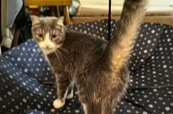 Пропала кошка, Мирный пер., 6, Евпатория