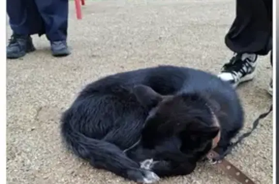 Потеряна собака на пл. Ленинского Комсомола