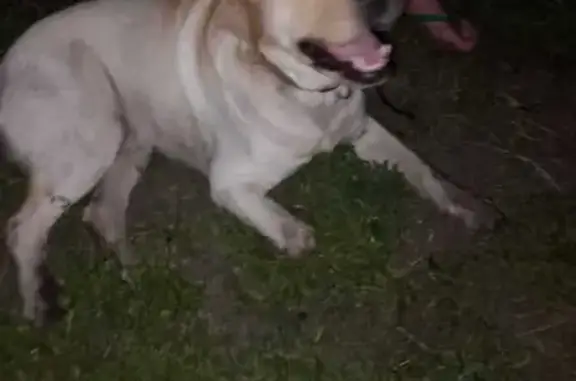 Лабрадор найден в СНТ Чистые Пруды