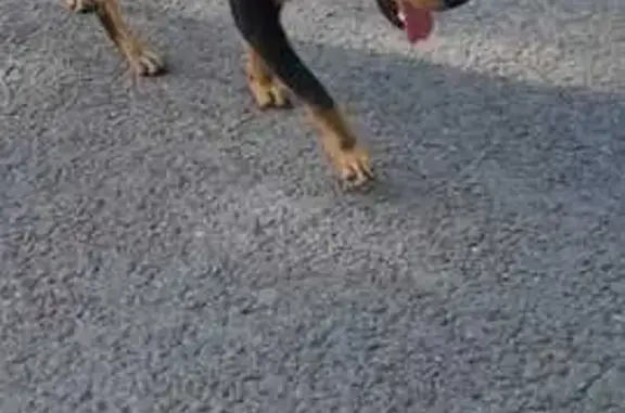 Собака найдена: Автомоторная ул., Москва