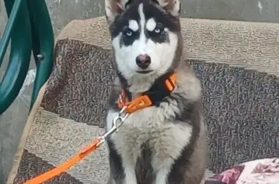 Собаки потеряшки, , фото: Потеряшка собака на ул. Карбышева, Тверь