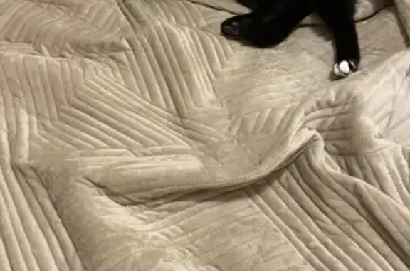 Кошки потеряшки, Княгинино, фото: Потеряшка кошка, д. Княгинино, Ростилово 7