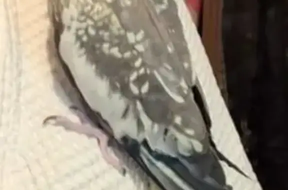 Потерянные животные Астана, фото: Пропала корелла, ул. Габдулина, 11, Астана