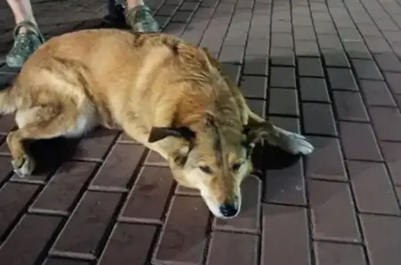 Собака найдена: Рязанская ул., 3Е, Тула