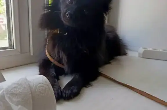 Собаки потеряшки, Омск, фото: Потеряшка собака на Волочаевской, 17Ж