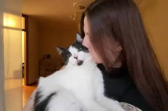 Кошки потеряшки, Новосибирск, фото: Потеряшка кошка, Стартовая ул. 3, Новосибирск