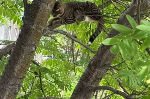 Найдена кошка, Мурманск, фото: Серая кошка найдена, Халатина 25, Мурманск