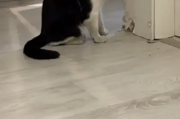 Кошка найдена: Петрозаводская ул., 28 к1