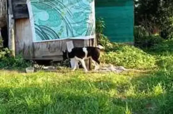 Найдена собака, Калужская область, фото: Собака найдена в с. Истье, Калуга