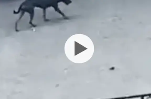 Собака у Привокзальной, 2/1, Ростов-на-Дону