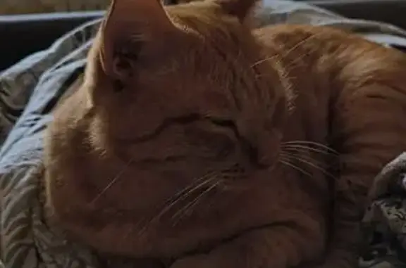 Кошки потеряшки, Томск, фото: Потеряшка рыжий кот, пр. Ленина 15Б, Томск