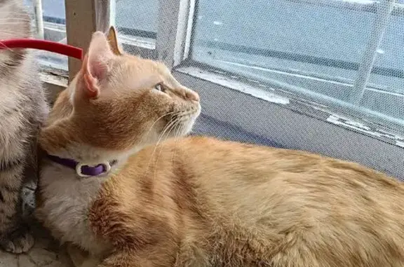 Кошки потеряшки, Курган, фото: Потеряшка кошка, Блюхера 60, Курган